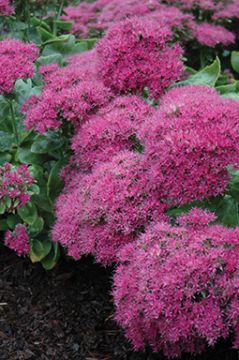 Sedum, Showy Stonecrop 'Neon'