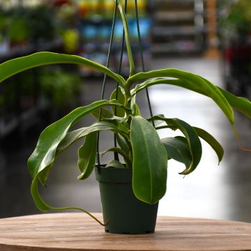 Nepenthes 'Monkey Cup'