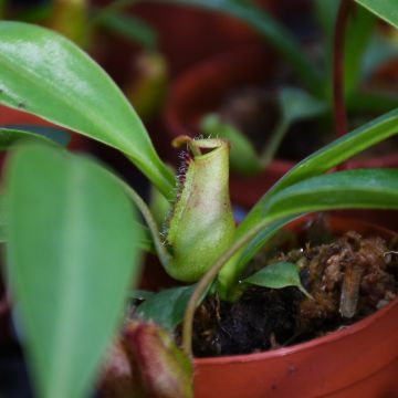 Nepenthes 'Monkey Cup'