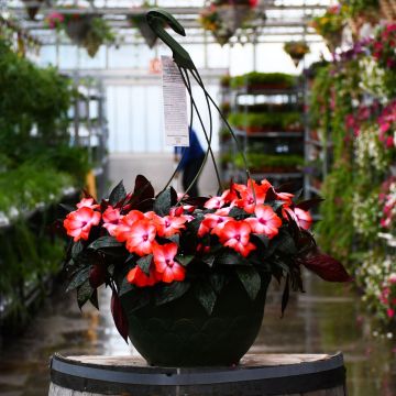 Impatiens, New Guinea 'Orange Ice' Hanging Basket 12.8"