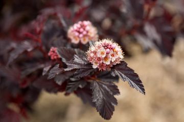 Physocarpus, Ninebark 'First Editions® Fireside®'