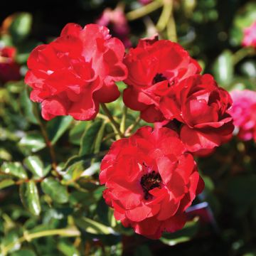 Rosa, Shrub Rose 'Nitty Gritty™ Red'