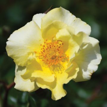 Rosa, Shrub Rose 'Nitty Gritty™ Yellow'