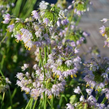 Allium, Nodding Pink Onion 'Minnesota Native'