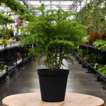 Pine, Norfolk Island