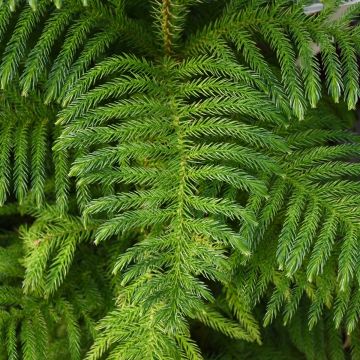 Araucaria Heterophylla 'Norfolk Island Pine'