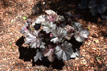 Heuchera, Black Leaf Coral Bells 'Northern Exposure™ Black'