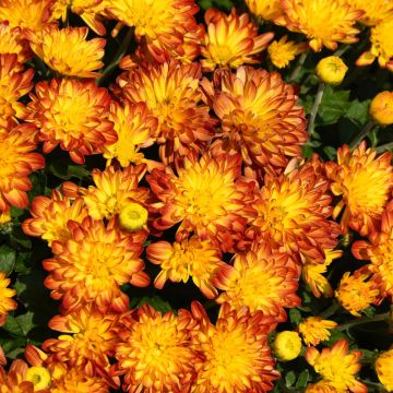 Fall Mum, Novelty 'Solar Flare'