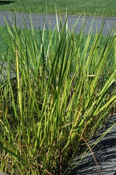 Acorus, American Sweet Flag 'Minnesota Native'