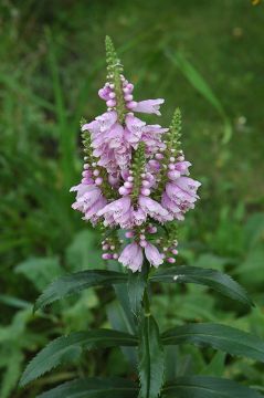 Physotegia, Obedient Plant 'Minnesota Native'