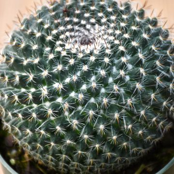 Mammillaria Hahniana, Old Lady Cactus