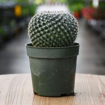 Mammillaria Hahniana, Old Lady Cactus