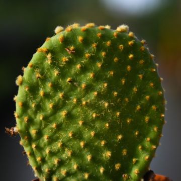 Opuntia 'Prickly Pair Cactus' Assortment