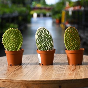 Cactus, Opuntia/Prickly Pair Assortment