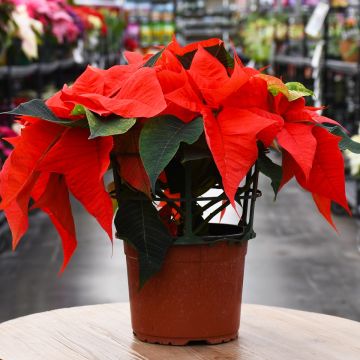 Orange Glow Poinsettia, Bare Pot