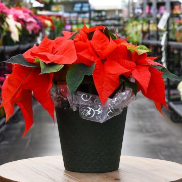 Orange Glow Poinsettia with Premium Cover