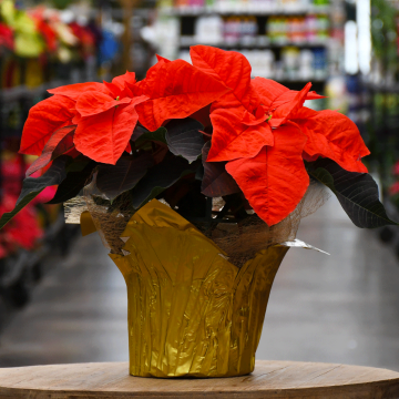 Orange Glow Poinsettia with Foil Cover