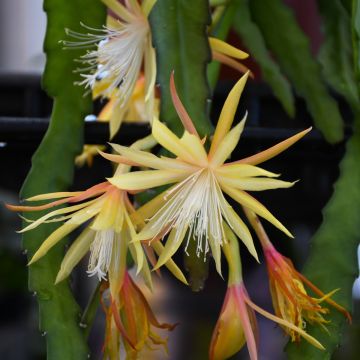 Epiphyllum, Orchid Cactus 'Golden'