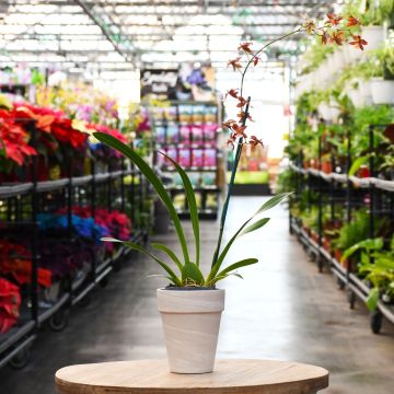 Orchid Direct