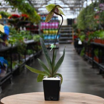 Orchid Paphiopedilum