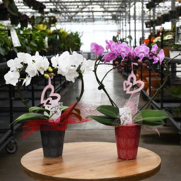 Phalaenopsis Amabilis 'Moon Orchid' in Heart Shaped Ceramic