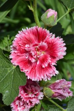 Alcea, Compact Hollyhock 'Fiesta Time™'