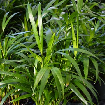 Dypsis Lutescens 'Areca Palm'