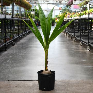 Cocos Nucifera, Coconut Palm 