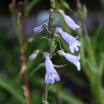 Penstemon, Slender Penstemon, 6 pack