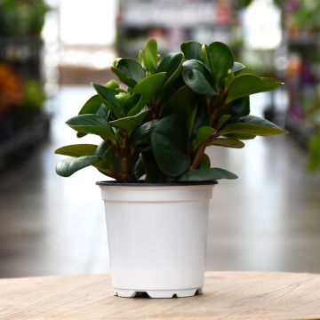 Peperomia Obtusifolia, Baby Rubber Plant 'Emerald Green'