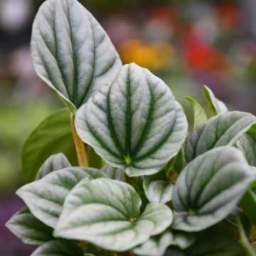 Peperomia Caperata 'Frost'