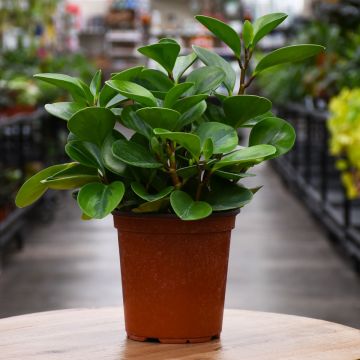 Peperomia Obtusifolia, Baby Rubber Plant 'Lemon Lime'