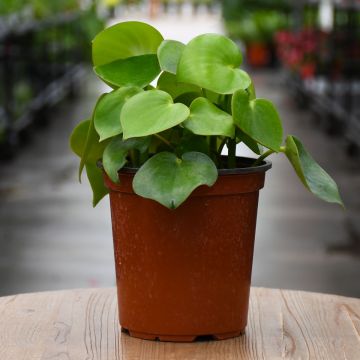 Peperomia Polybotrya 'Raindrop'