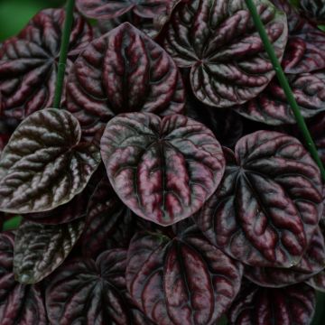 Peperomia Caperata 'Luna Red'