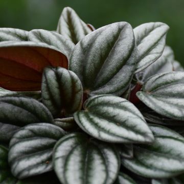 Peperomia 'San Marino'