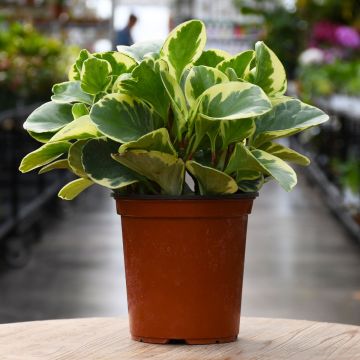 Peperomia Obtusifolia, Baby Rubber Plant 'Variegated'