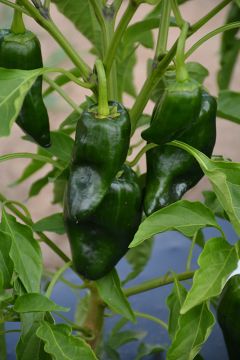 Pepper (Mild), Poblano