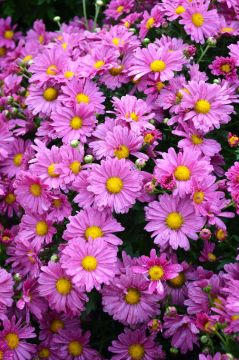 Chrysanthemum, Hardy Mum, 'Mammoth™ Lavender Daisy'