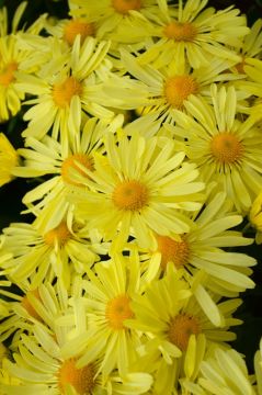 Chrysanthemum, Hardy Mum, 'Mammoth™ Yellow Quill'