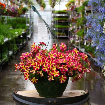 Petunia, Amore 'Queen Of Hearts' Hanging Basket 12"