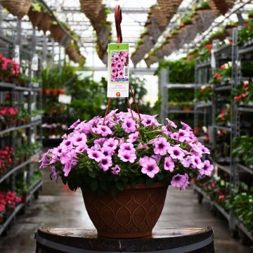 Petunia, Capella 'Pink Lace' Hanging Basket 12"