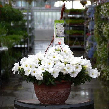 Petunia, Capella 'White' Hanging Basket 12"