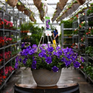 Petunia, Headliner 'Night Sky' Hanging Basket 12"