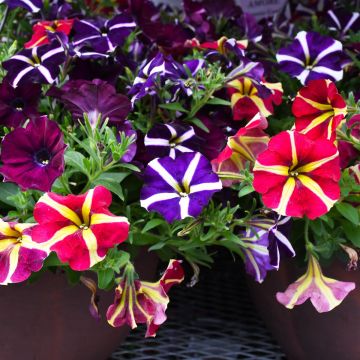 Petunia, It's Amore® Mix