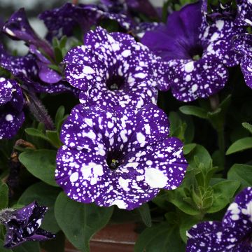 Petunia, 'Sparkle Blue'