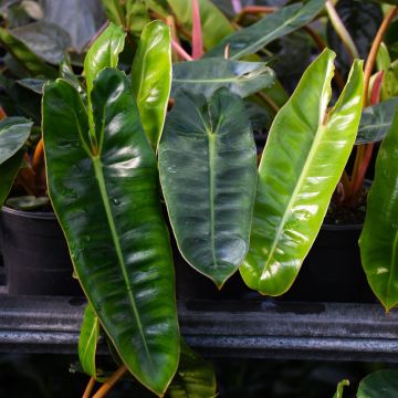 Philodendron Billietiae 'Emerald Vine'