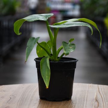 Philodendron Bob Cee