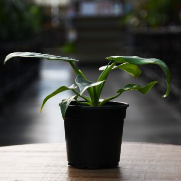 Philodendron 'Bob Cee'