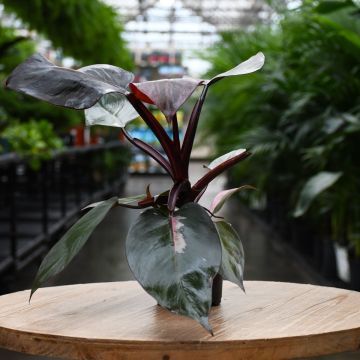 Philodendron Burgundy Princess