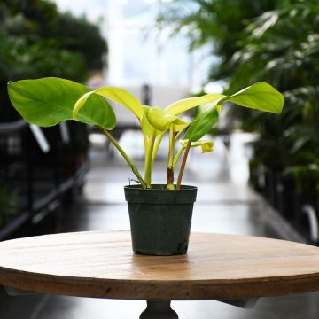 Philodendron, Ceylon Beauty